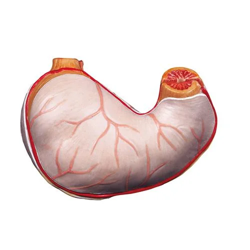 Spare stomach, 2 part – 1020670