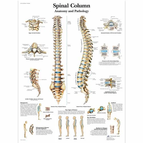 Spinal Column Chart – 1001480