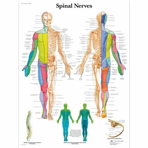 Spinal Nerves Chart – 1001588