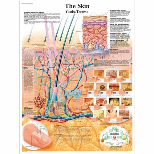 The Skin Chart – 1001512