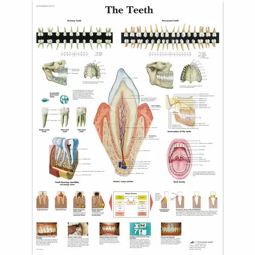 The Teeth Chart – 1001510