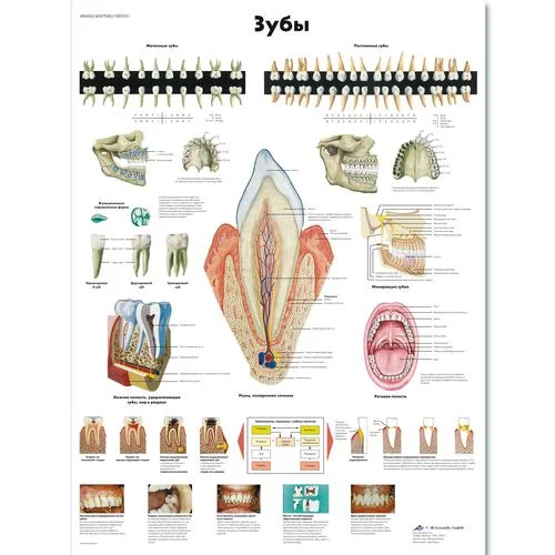 The Teeth Chart – 1002251