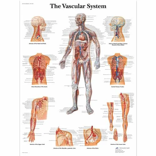 The Vascular System Chart – 1001528