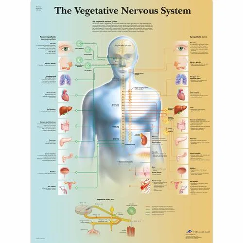 The Vegetative Nervous System Chart – 4006708