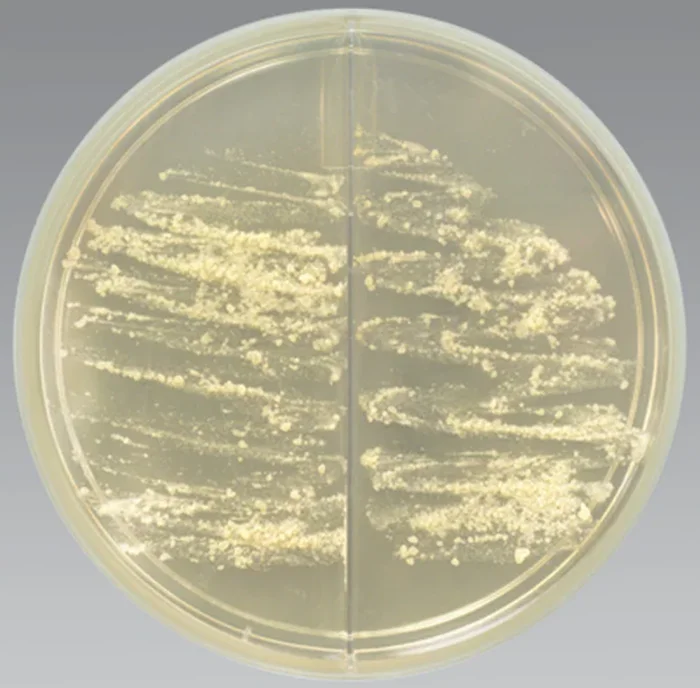 Thermo Scientific Salmonella Shigella/XLD Biplate 10/Pack