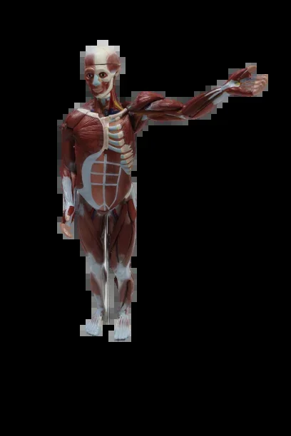 XC334 Human Muscle Model Male (27 parts)