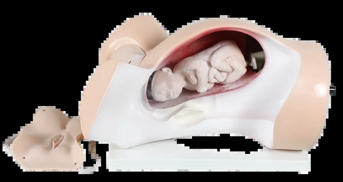 XC402 – Model of Course of Delivery